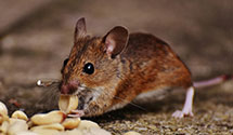 24 Hour & Emergency Exterminators in Garden City, MN
